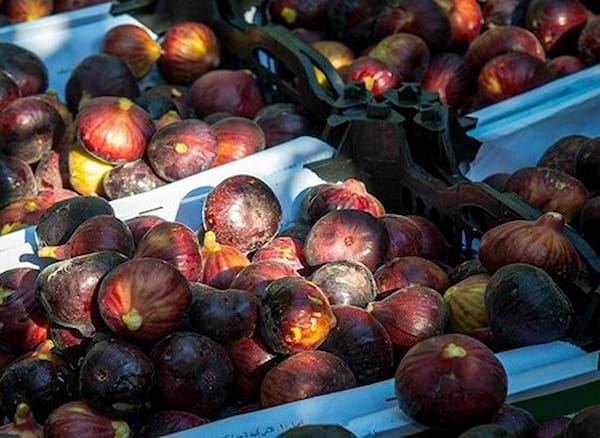 قیمت روز انجیر سیاه لرستان